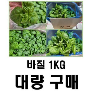 [새벽배송(팀프레시)지역 확인] 야채왕 싱싱한 스위트 바질1kg 대량구매, 1kg, 1개