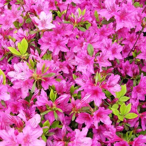 자산홍 철쭉 5주 H30cm 이상 [제이에스그린], 5개