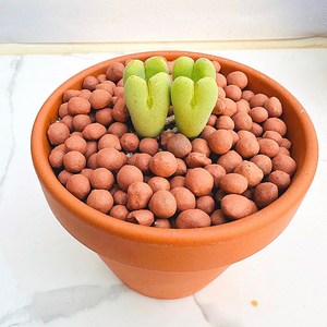 빌로붐 농장직송 산아래 다육이 생명력최고 키우기쉬운 공기정화 전자파차단 하월시아 다육 식물 선인장, 1개, 럭셔리