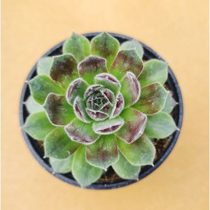 용설 연정 바위솔 Sempervivum 분경 석부작 정원식물 월동하는 다육식물 용설tv 유튜브 추천 상품, 1개