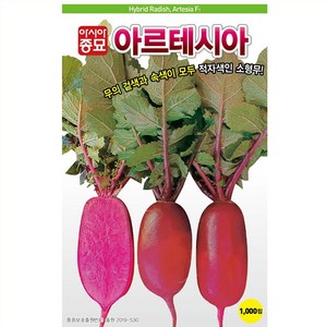 적자색 아르테시아 무 씨앗 (1000립), 1개