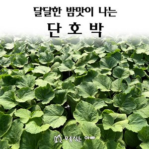 [모종심는아빠] 달달한 밤맛이 나는 단호박 모종, 모종5개