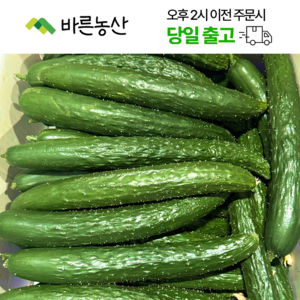 < 바른농산 > 국내산 오이 가시오이 청오이 못난이상품, 1개, 10kg