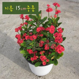 [꽃기린] 꽃기린 레드(Red 빨강) 지름 15cm 중품다육화분, 1개