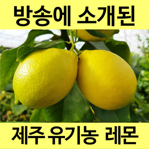 [통째로 레몬] 제주 친환경 무농약 유기농 레몬 3kg 5kg 껍질까지 통째로 먹는 레몬, 1박스, 제주 친환경 유기농 레몬 3kg