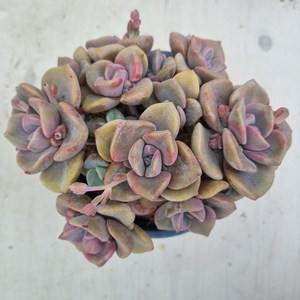 [수암다육] 집시 랜덤발송 Gaptoveia 'Ms. Richads' 묵은둥이 다육 다육이 다육식물 반려식물 국민다육, 1개