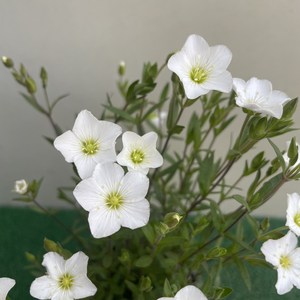 [다온야생화] N5896 남도자리 (9cm) [랜덤]