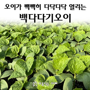 [모종심는아빠] 다닥다닥 열리는 백다다기오이 모종, 모종3개, 1개