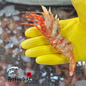 [당일조업] 국내산 활 독도새우 꽃새우 닭새우 산소포장 자연산, 1개, 활 꽃새우 500g