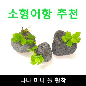 (소형어항 추천) 나나 미니돌 활착 / 수초몰 초보자수초 자연수초 활착수초, 1개