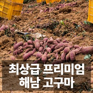 프리미엄급 해남 베니하루카 꿀고구마 호박고구마 고구마 세척, 1박스, 10kg 호박고구마 (세척 대)