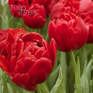 튤립(Tulip) 추식 구근 겹툴립 미란다(1set-5구) 금강원예, 1세트