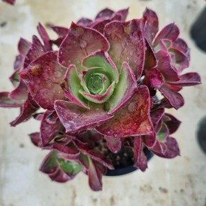 [수암다육] 로스코프 랜덤발송 Aeonium 'Roscov' 다육 다육이 다육식물 수암다육 Succulent 반려식물 국민다육 애완식물 선인장, 1개