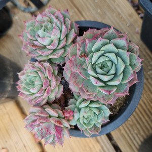 [수암다육] 샤를로즈 랜덤발송 Echeveia 'Chales Rose' 랜덤발송 다육 다육이 다육식물 263, 1개