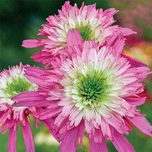피어나라야생화 겹에키네시아 뿌리(미니 벨), 1개
