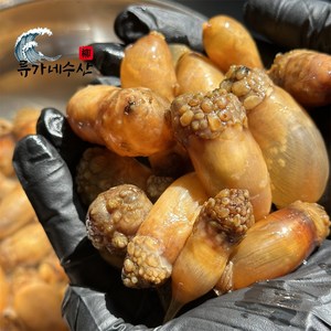 [당일조업] 국산 마산 진동 미더덕 생물 손질 오만둥이, 1개, 미더덕 500g (생물)
