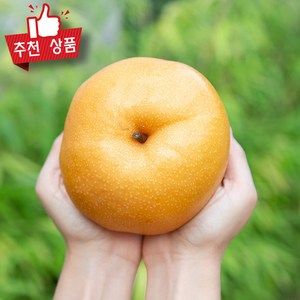 농협상품 신고배 가정용 상주배 나주배 고당도 햇배 생과, 1개, 대과 x 2개