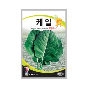 케일 씨앗 500립 샐러드 쌈 채소 kail seed, 1개