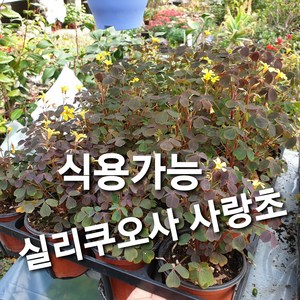 실리쿠오사 사랑초, 1포트, 1개