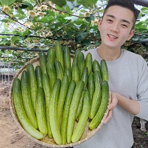 오이 오이지오이 백다다기 백오이 오이지용 소박이용 10개 25개 50개, 상등급 25개 (생식.무침용/5kg), 1개