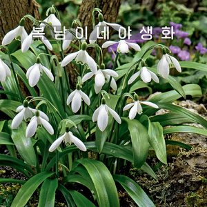 구근 갈란투스 우로노위[5구 복남이네야생화 설강화 스노우드롭 갈란서스 galanthus], 5개