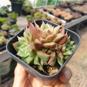 [수암다육] 테슬라 랜덤발송 Echeveria 'Tesla' 랜덤발송 다육 다육이 다육식물 624, 1개