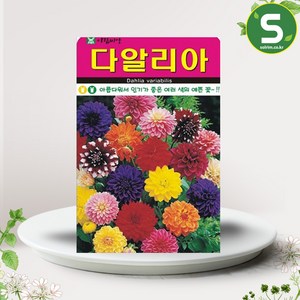 다알리아씨앗 100립 다알리아 네델란드 꽃씨앗 꽃씨, 1개