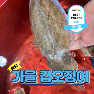 살아있는 횟감가능한 국내산 갑오징어 생물, 1개, 갑오징어 1kg