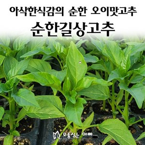 [모종심는아빠] 아삭한식감과 순한 오이맛이 나는 순한길상고추 모종, 25개