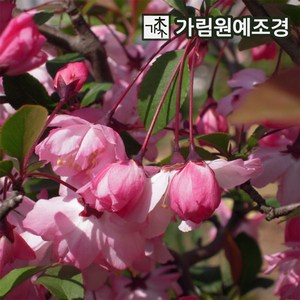 서부해당화 묘목 120L포트 가림원예조경, 1개