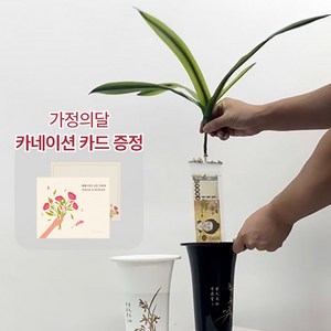 [어버이날]돈뽑는 난초 용돈박스 반전 부모님 생신 칠순 환갑 선물 설날 추석 용돈, 1개, OPP 20개입