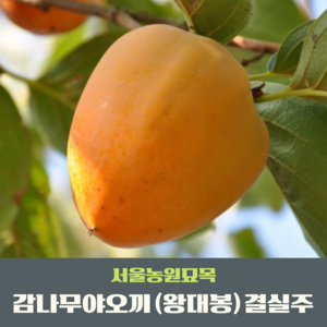 서울농원묘목/야오끼 감나무묘목 왕대봉 분묘 묘목시장, 1개