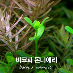 바코파몬니에리(3촉)