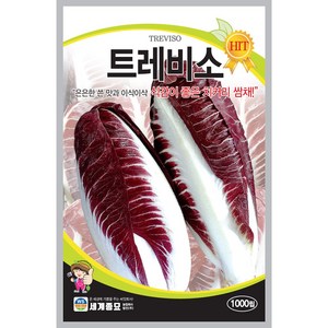 [모종심는아빠] 은은한 쓴 맛과 아삭한 식감이 좋은 치커리 쌈채 트레비소 종자 1000립, 1개