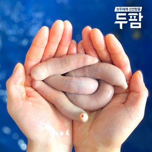 두팜 싱싱한 활 개불 7마리 한접시, 횟감개불 7마리(국산)