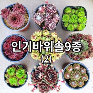 바위솔 9종+1(사은품)세트 Ve02/ 방수라벨 이름표 첨부 /분채배송 월동다육 꽃과정원이야기-, 혼합색상, 1개