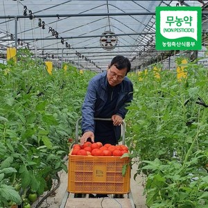 (산지직송) 명인 친환경 봄춘 무농약 완숙 토마토, 5kg(가정용,쥬스용,못난이), 1개