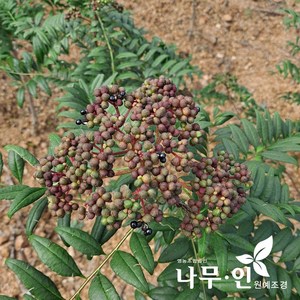 [나무인] 산초나무 실생묘목 5개