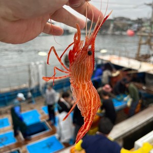 [제철판다] 자연산 활 독도새우 닭새우 꽃새우, 1개, 활 꽃새우 500g