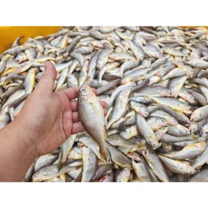 [전국왕수산] 양폭탄 급냉 참조기 3kg, 1개