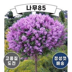 (나무85) 사계왜성향기라일락 5종 시리즈, 5.다크퍼플  스탠다드형 (키 150cm 내외), 1개