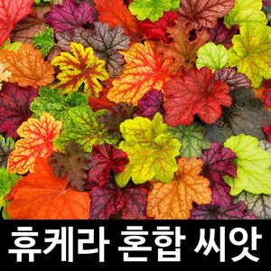 휴케라 씨앗 휴체라 종자 바위취 지피식물 씨 50알, 1개