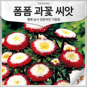 폼폼 과꽃 씨앗 30알 과꽃씨 종자 야생화 꽃씨 정원, 1개