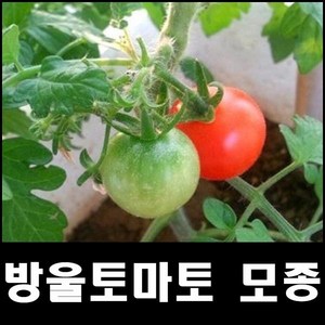 방울토마토모종 5포기