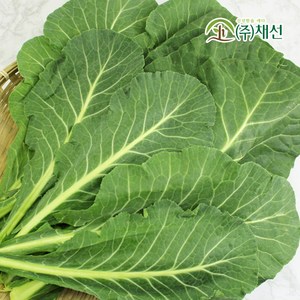 녹황색 채소의 왕 잎이 큰 녹즙용 케일 500g, 1개