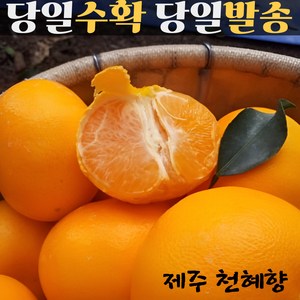 [과즙팡팡] 제주 농장직송 고당도 천혜향 명절 선물용, 1박스, 천혜향 가정용 소과 7-8 전후 1kg