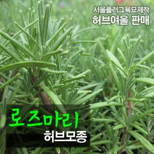 [허브여울모종] 로즈마리 (공기정화/집중력강화) 허브모종, 10개