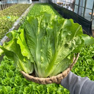 생채 아삭이상추 양주농부 클로렐라 통상추 포기 쌈 샐러드 야채, 1박스, 1kg