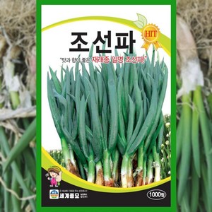 대파씨앗 1000립 조선파 대파 씨앗 종자 채소, 1개
