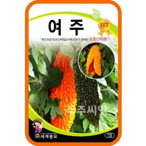 여주 씨앗 10립 / balsam apple seed 희귀 식물 이색 종자 텃밭가꾸기, 1개